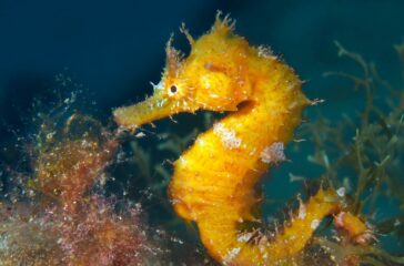 A Journey Through the Life of Seahorses