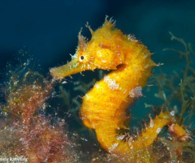 A Journey Through the Life of Seahorses
