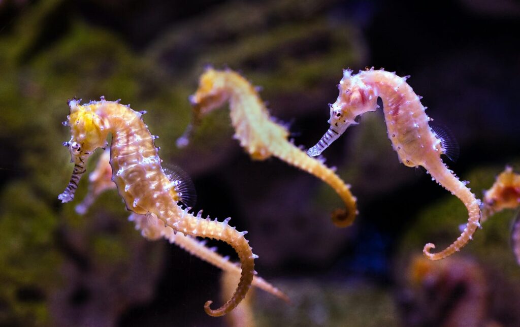 A Journey Through the Life of Seahorses 