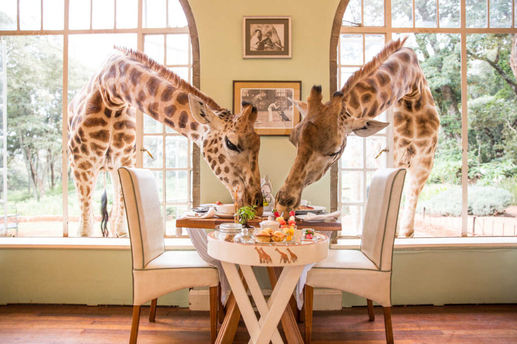 Exploring the Charm of Giraffe Manor: A Majestic Retreat 