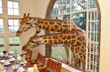 A Majestic Retreat: Exploring the Charm of Giraffe Manor