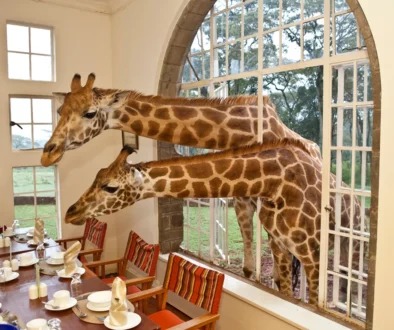A Majestic Retreat: Exploring the Charm of Giraffe Manor