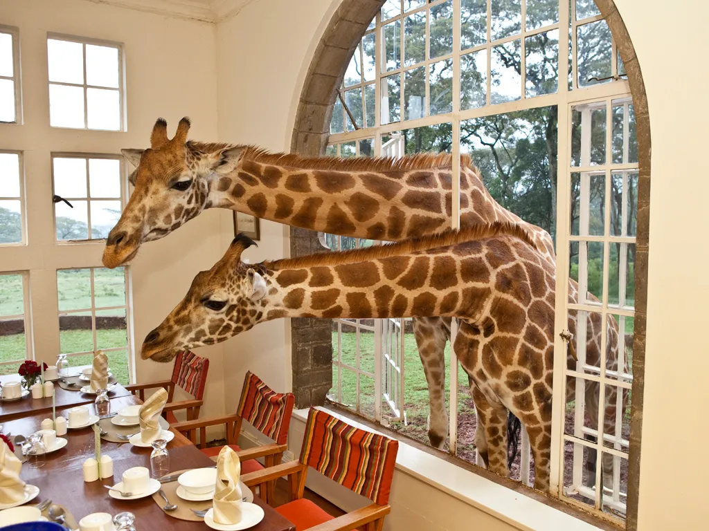 A Majestic Retreat: Exploring the Charm of Giraffe Manor