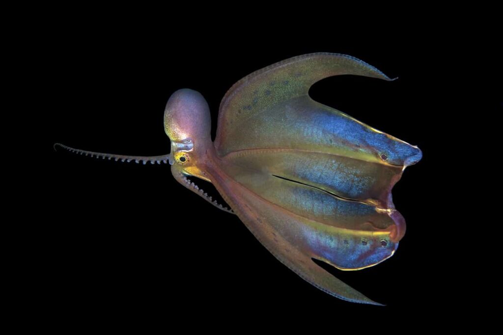 Blanket Octopus: Master of Disguise in the Ocean Depths