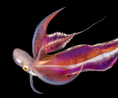 Blanket Octopus: Master of Disguise in the Ocean Depths