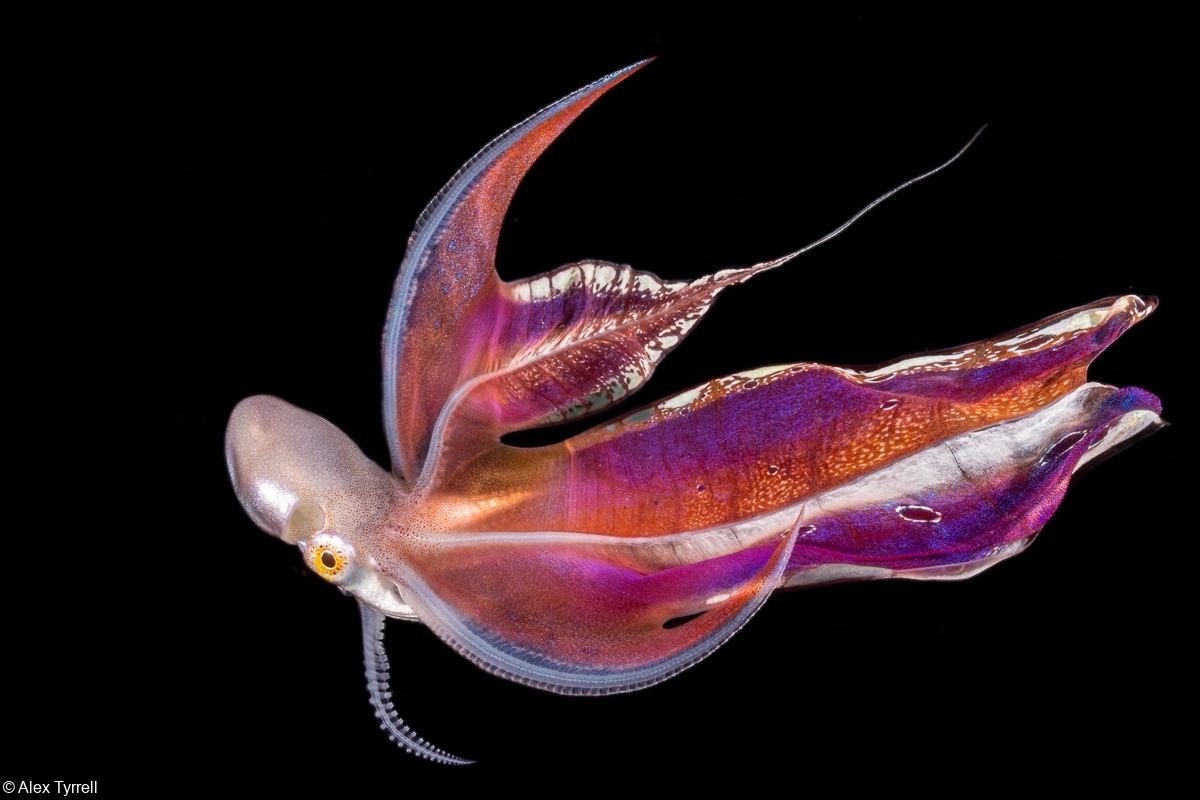 Blanket Octopus: Master of Disguise in the Ocean Depths