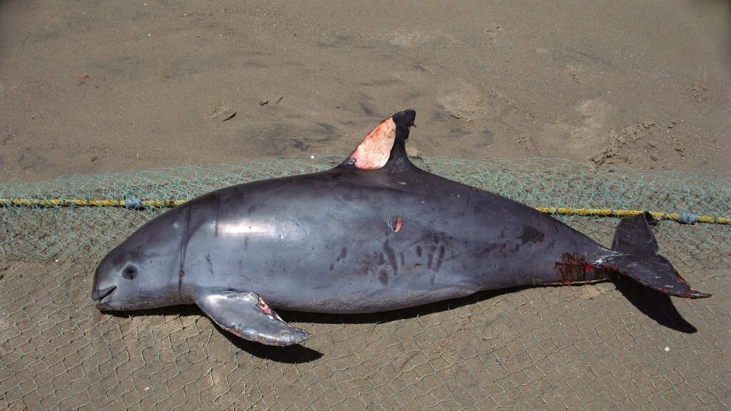 The Forgotten Ones: Saving the Vaquita Porpoise 