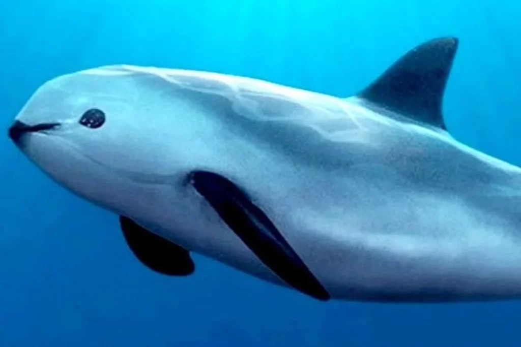 The Forgotten Ones: Saving the Vaquita Porpoise 