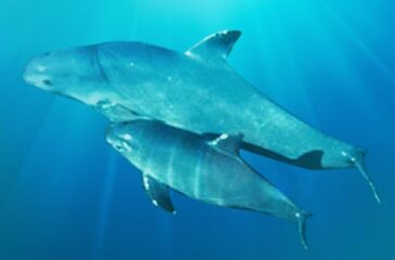 The Forgotten Ones: Saving the Vaquita Porpoise