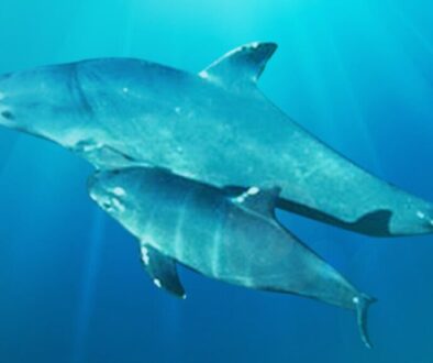 The Forgotten Ones: Saving the Vaquita Porpoise