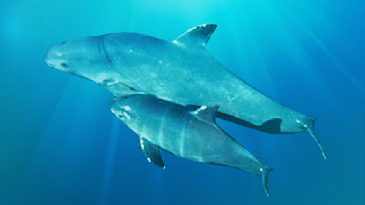 The Forgotten Ones: Saving the Vaquita Porpoise