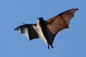 Evolutionary Adaptations of Bat Wings for Flight