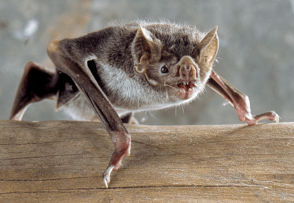 Evolutionary Adaptations of Bat Wings for Flight