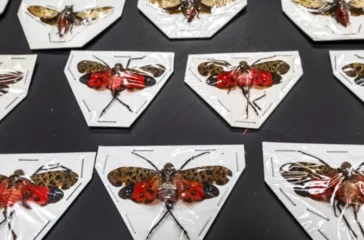 Hidden Treasures: The World of Endangered Insects