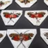 Hidden Treasures: The World of Endangered Insects